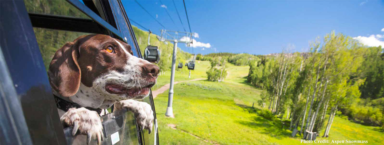 Dog looking out of Aspen Snowmass gondola window while over ski slope in summer 